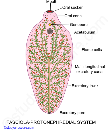 Fasciola hepatica, protonephredial system, nephridia, mouth, sucker, excretory pore, flame cells, acetabulum